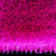 Estética de Césped Artificial de Colores Fucsia 8 mm Venta al Corte